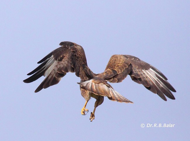 Long-legged Buzzard (Northern) - ML377680021