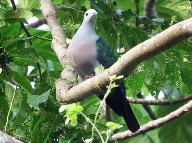 Enggano Imperial-Pigeon - ML377680071