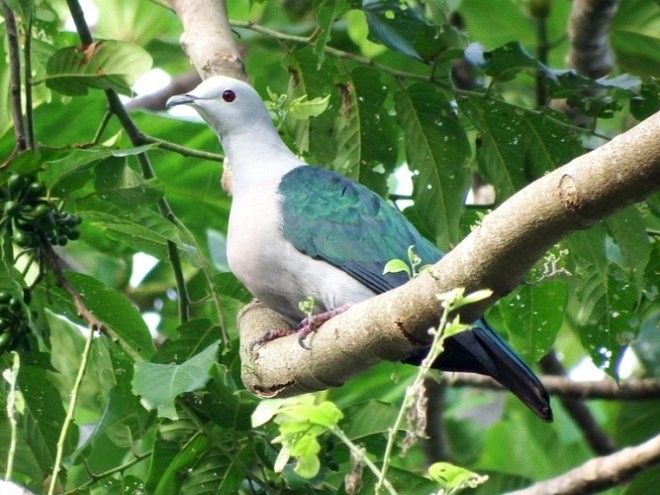 Enggano Imperial-Pigeon - ML377680081