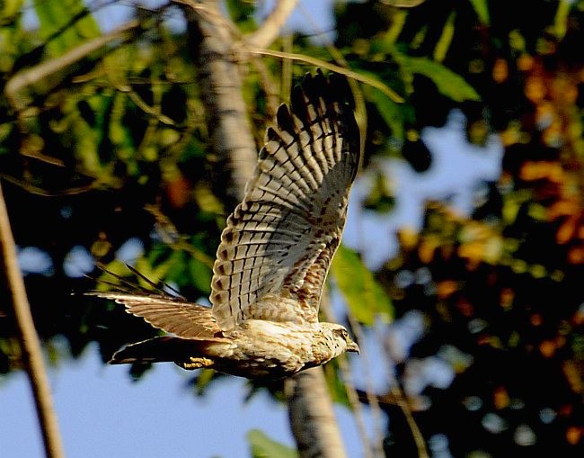 Sulawesi Serpent-Eagle - Jon Hornbuckle