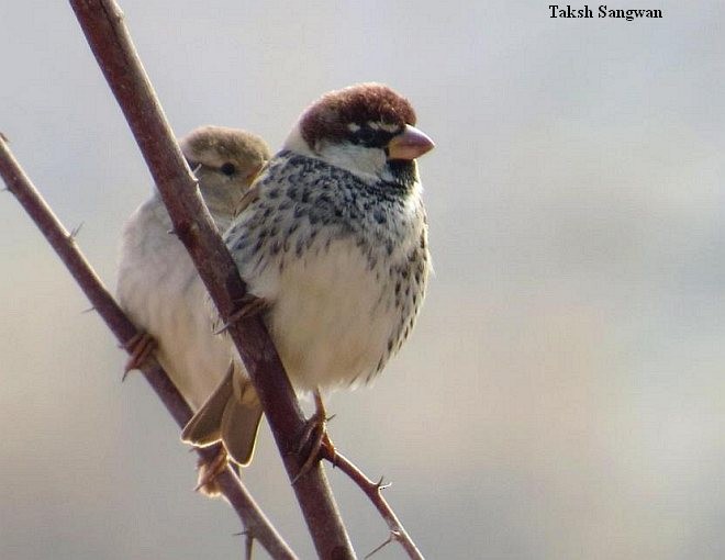 vrabec pokřovní - ML377680681