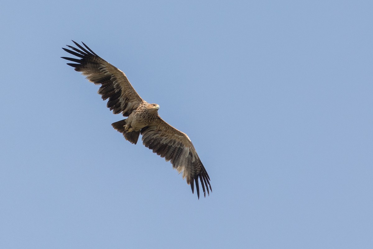 Águila Imperial Oriental - ML377681061