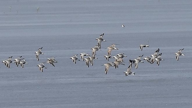 Black-bellied Plover - ML377681721