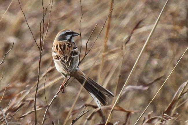 Rufous-backed Bunting - ML377681851