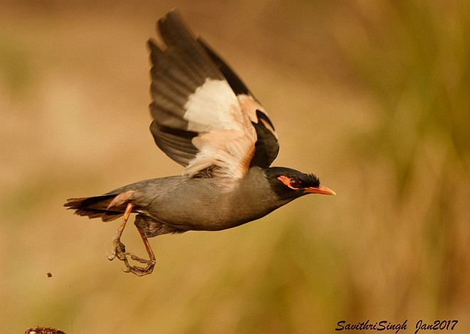 Bank Myna - ML377681881