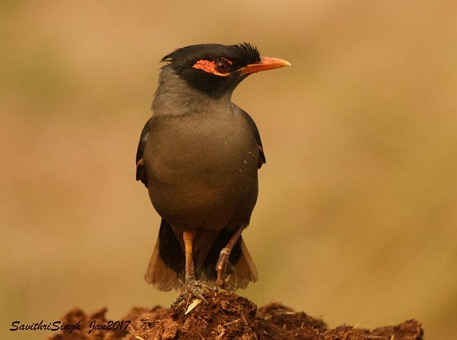 Bank Myna - ML377681891