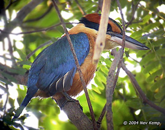 Cinnamon-banded Kingfisher - Nev Kemp