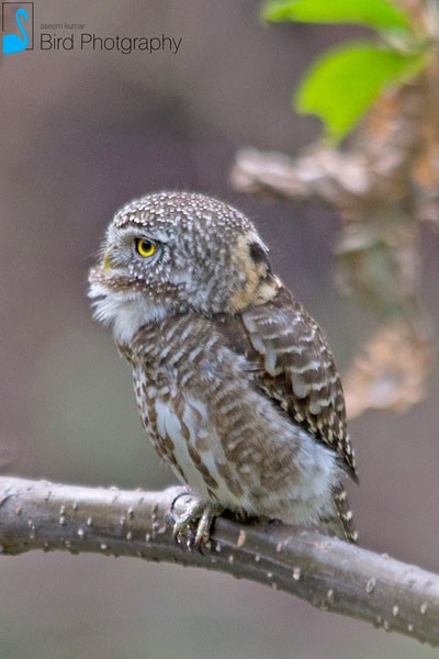 Collared Owlet - Aseem Kothiala