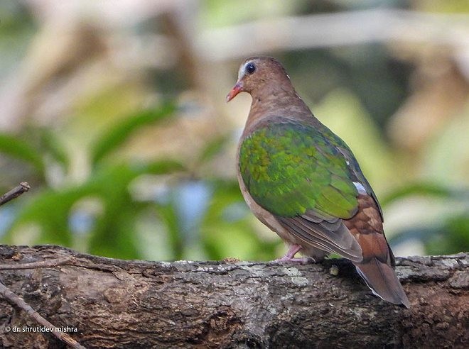 Asian Emerald Dove - ML377683461