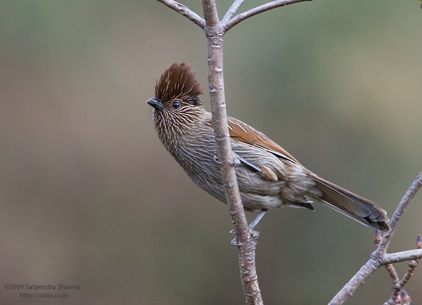 Striated Laughingthrush - ML377686391