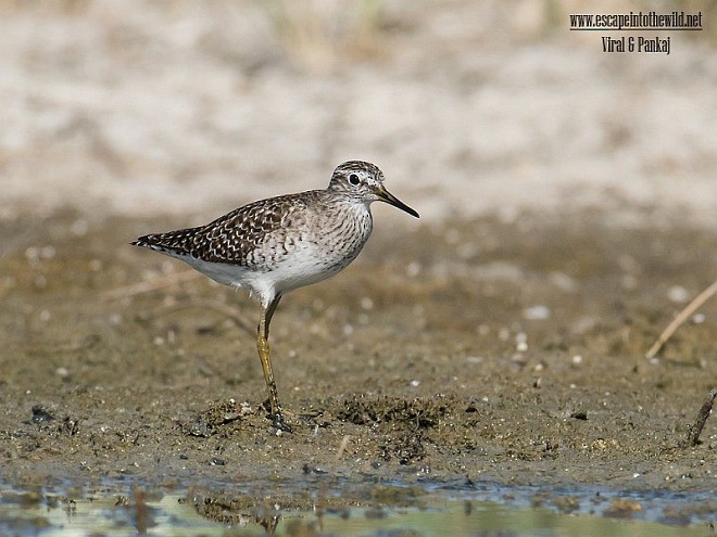 Wood Sandpiper - ML377686971