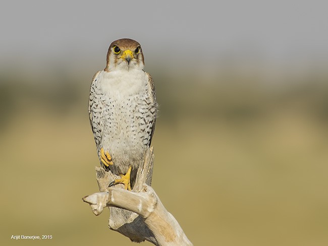 Red-necked Falcon (Asian) - ML377686991