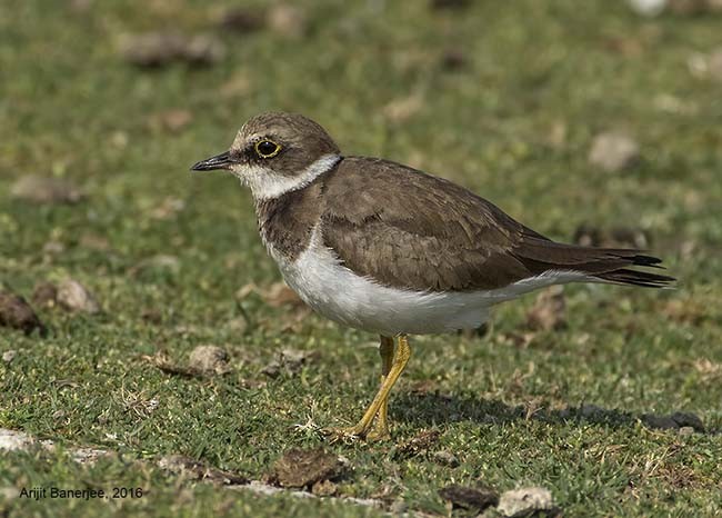 Little Ringed Plover - ML377687201