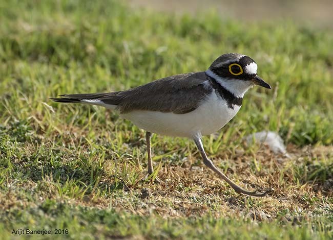 Little Ringed Plover - ML377687221