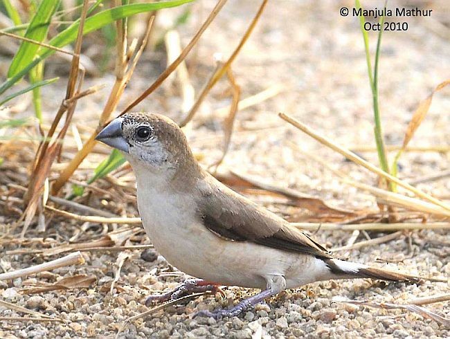 Indian Silverbill - ML377687701