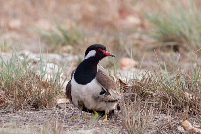 Red-wattled Lapwing - ML377688031