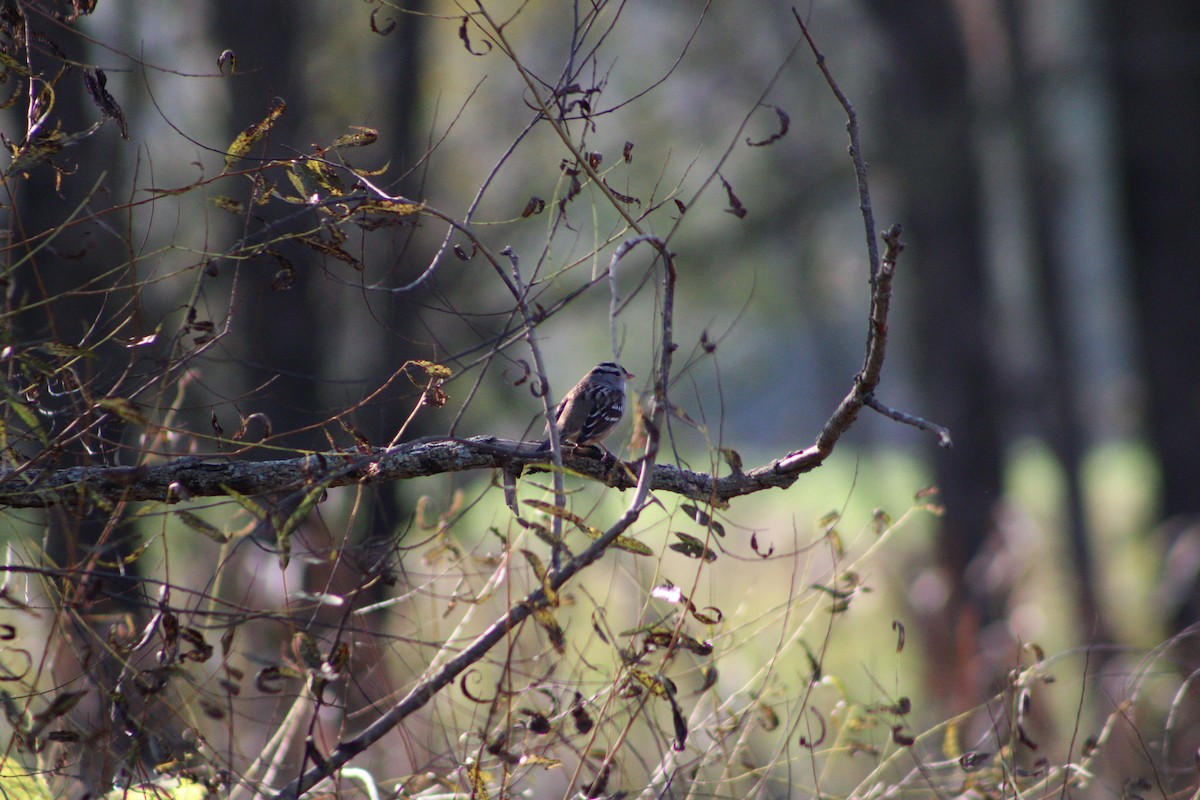 White-crowned Sparrow - ML377689781