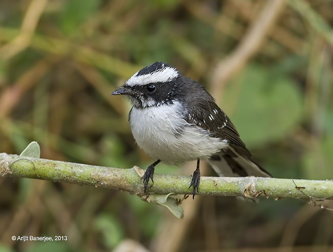 White-browed Fantail - ML377691081