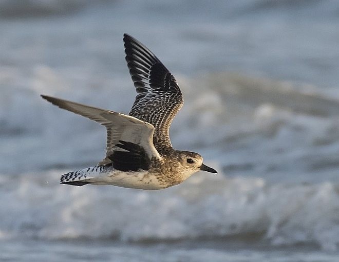 Black-bellied Plover - ML377691211