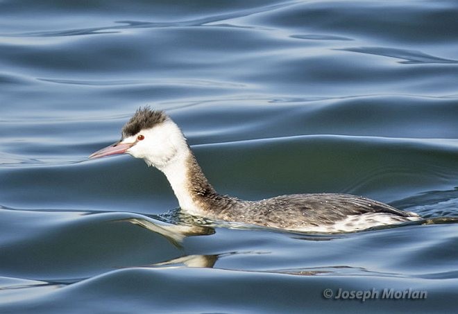 Great Crested Grebe - Joseph Morlan