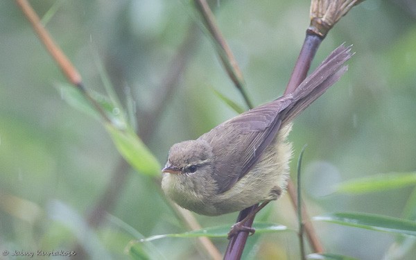 Aberrant Bush Warbler (Aberrant) - ML377691371