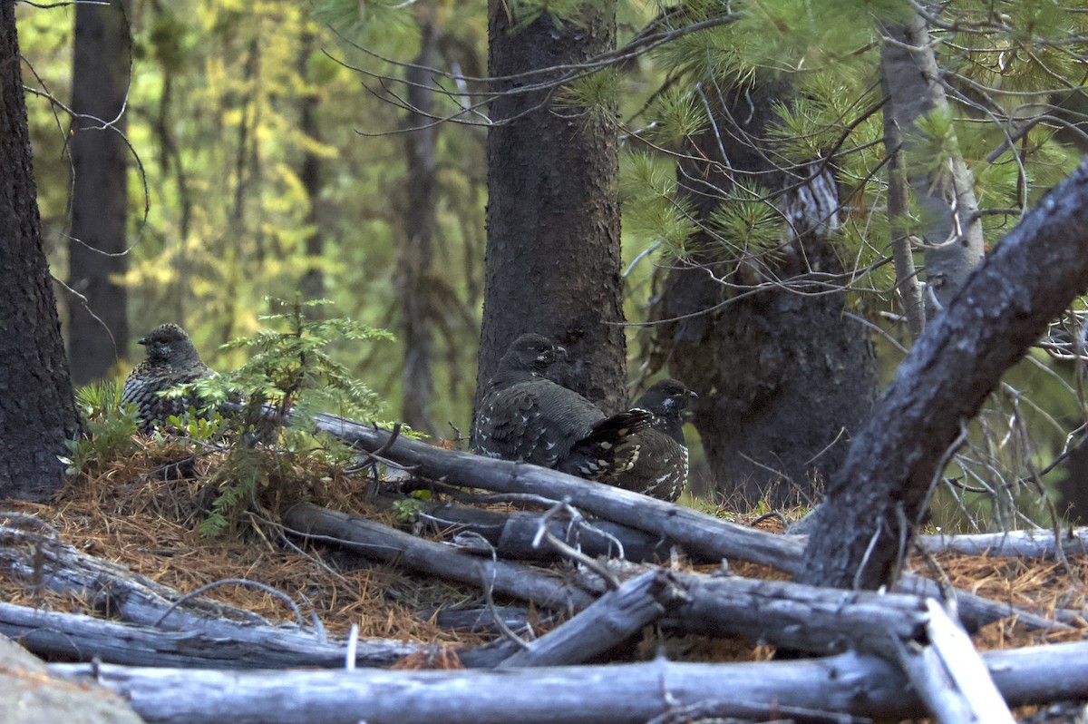 Spruce Grouse (Franklin's) - ML377691821