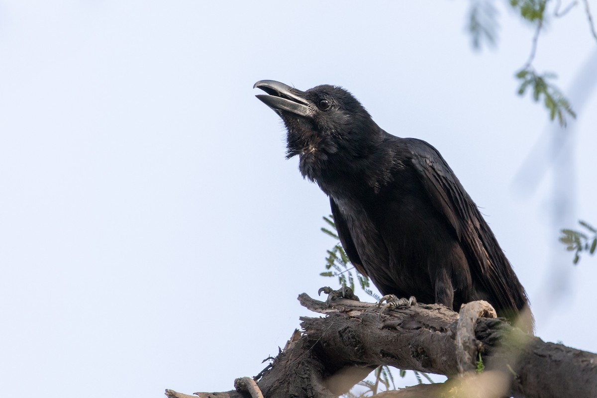 vrána tlustozobá (ssp. culminatus) - ML377692311