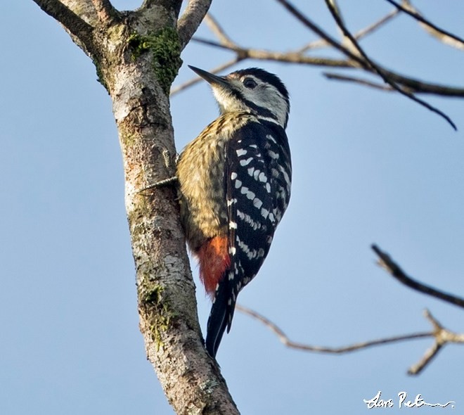 Stripe-breasted Woodpecker - Lars Petersson | My World of Bird Photography