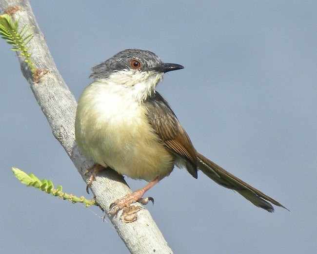 Ashy Prinia - ML377692891