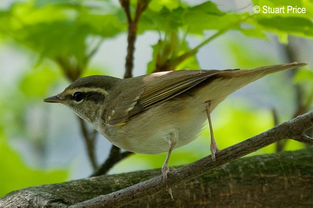 Sakhalin Leaf Warbler - ML377693361