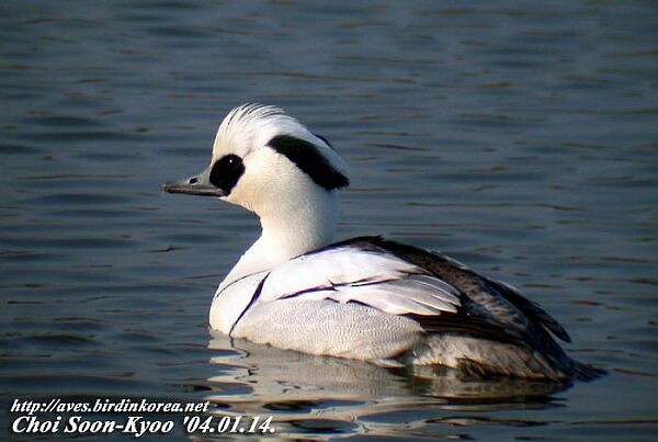 Smew - ML377694111