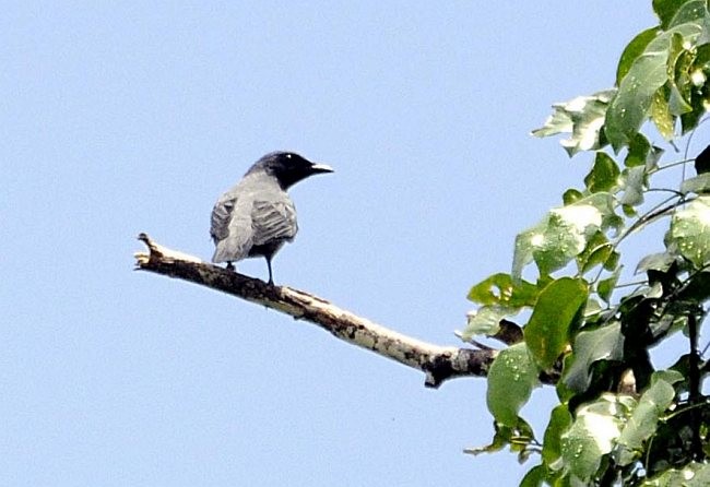 Common Cicadabird (Obi) - ML377695191