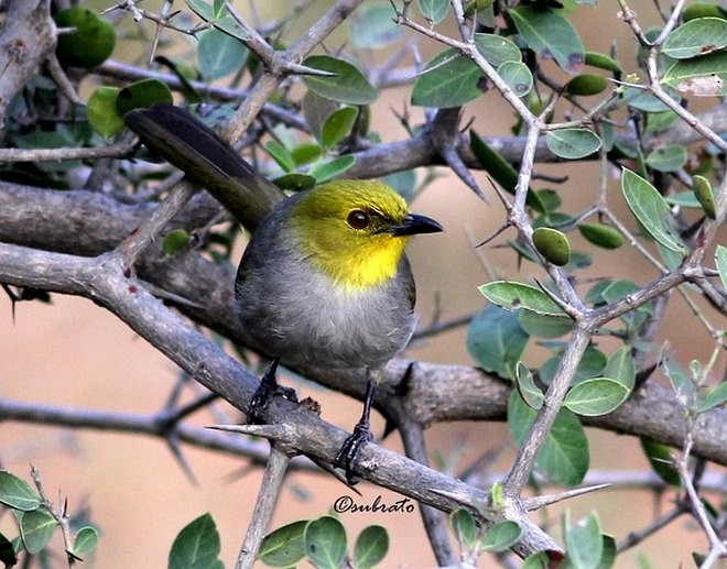 Yellow-throated Bulbul - ML377695231