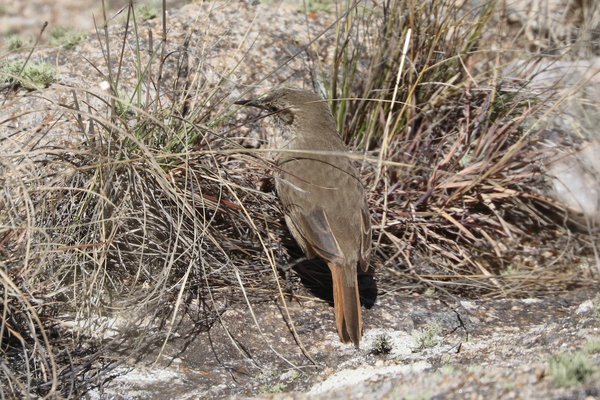 Cordilleran Canastero - ML377695581