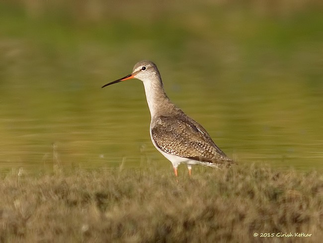 Spotted Redshank - ML377695741