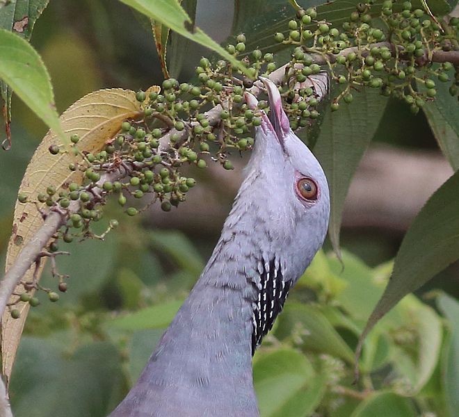 Nilgiri Wood-Pigeon - Manjusha Savant