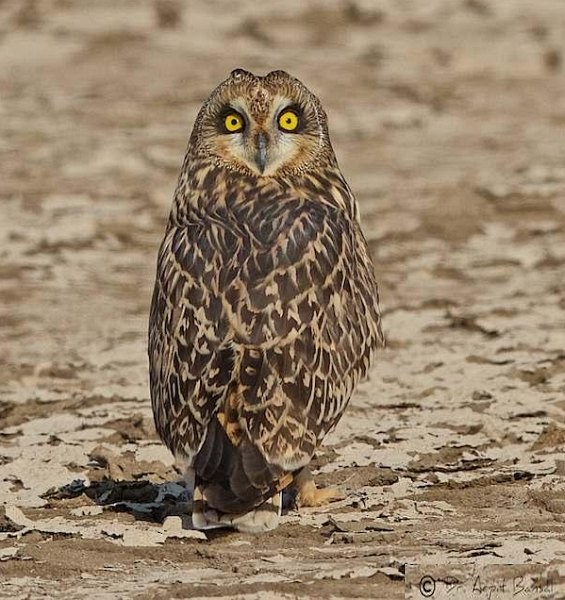 kalous pustovka (ssp. flammeus) - ML377696341