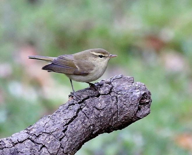 Greenish Warbler - ML377696711