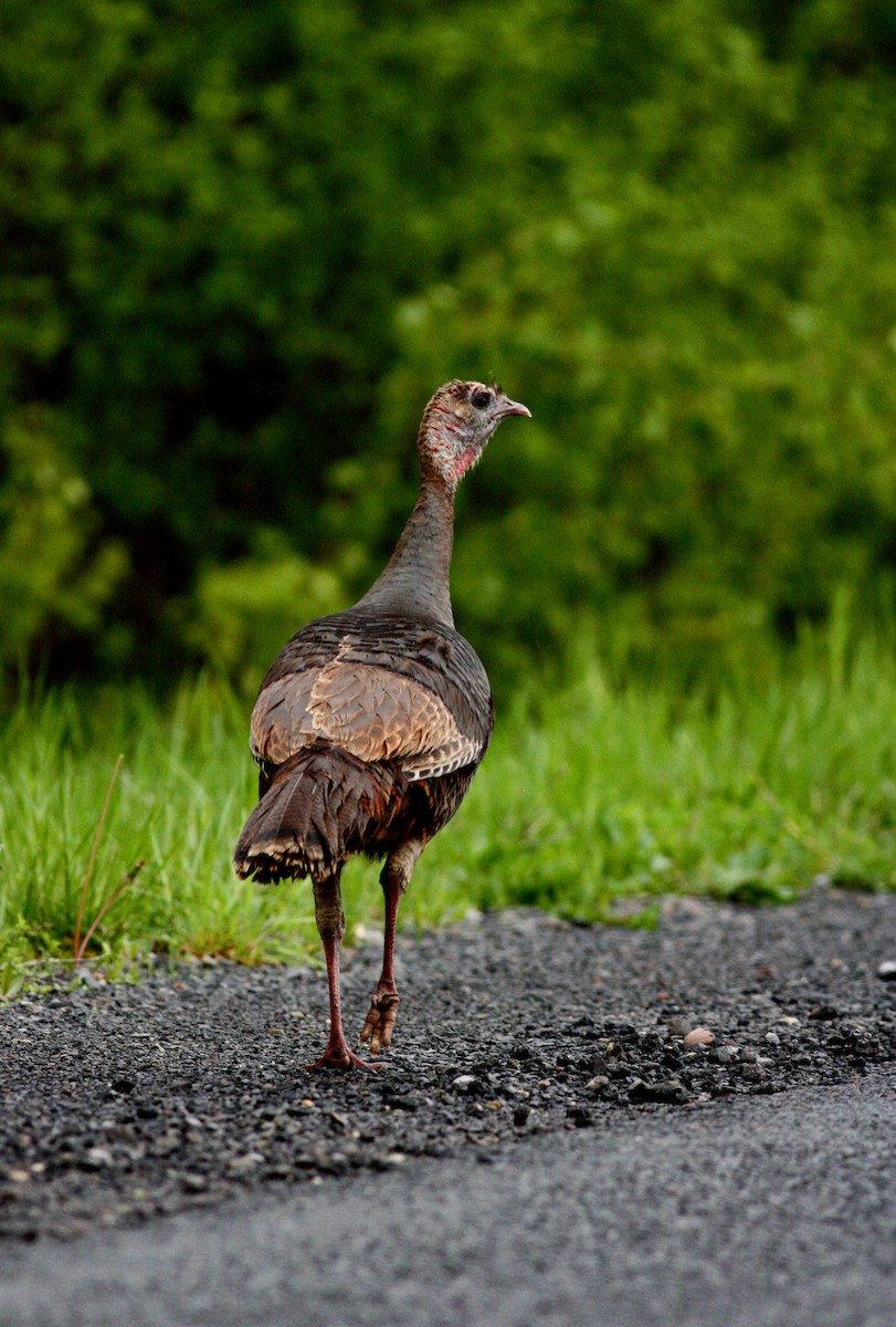 Wild Turkey - ML37769731