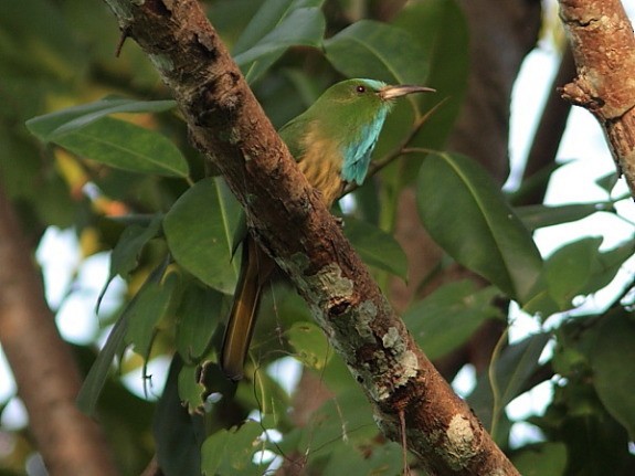 Blue-bearded Bee-eater - ML377697361