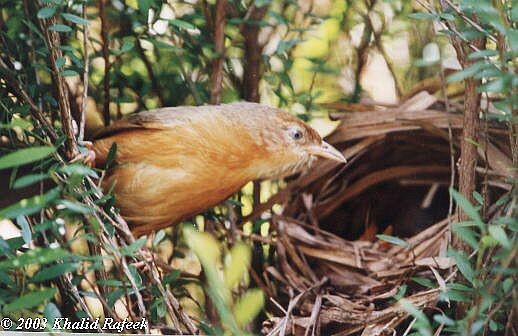 Tawny-bellied Babbler - ML377697371