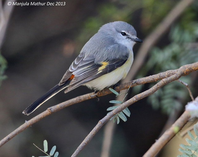 Zwergmennigvogel - ML377697551