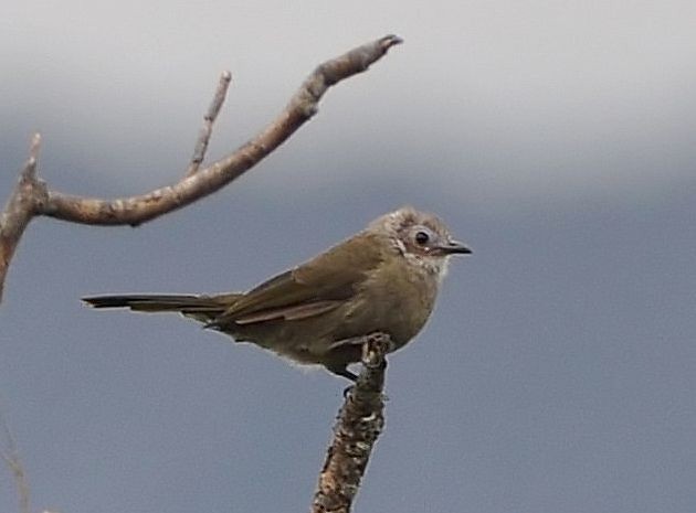Bare-faced Bulbul - ML377699321