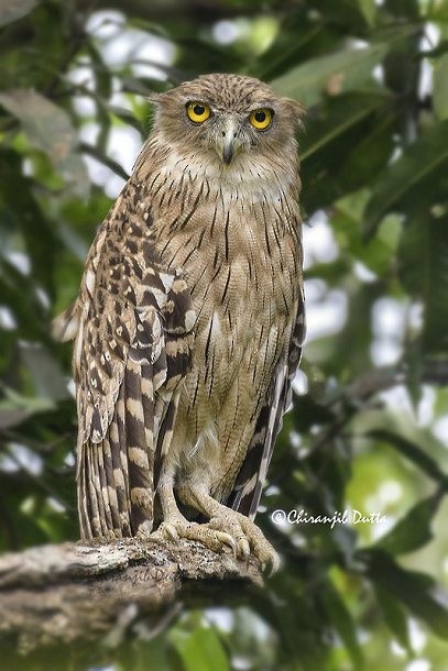 Brown Fish-Owl (Eastern) - Chiranjib Dutta