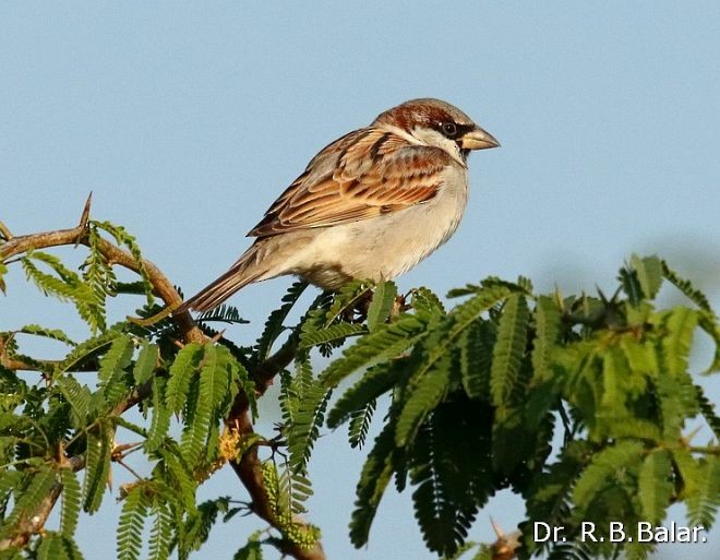 House Sparrow - ML377699531