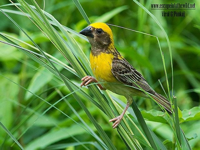 Baya Weaver - Pankaj Maheria