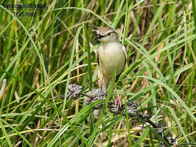 Plain Prinia - Pankaj Maheria