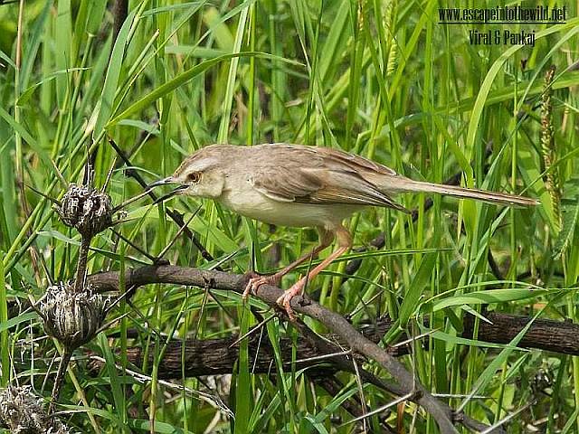 Plain Prinia - Pankaj Maheria