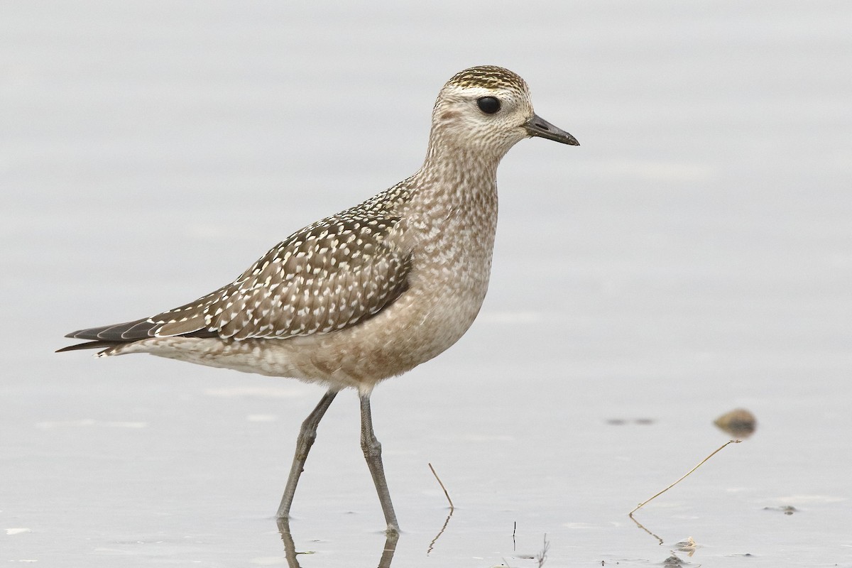 American Golden-Plover - Sam Zhang