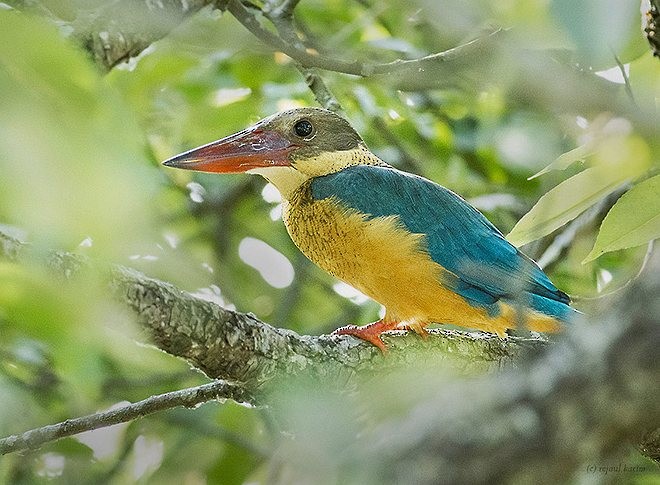 Stork-billed Kingfisher - ML377701471